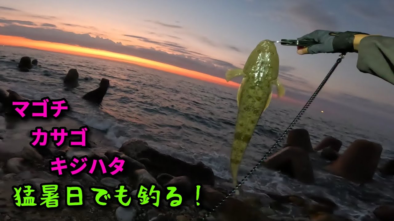 【夏枯れの海】猛暑日でも釣れます♪　#fishing 　#釣り