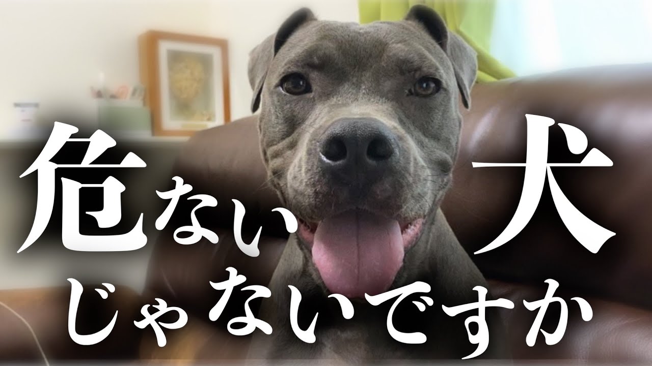 元保護犬のミニチュアダックスと0歳の赤ちゃんと暮らすピットブル