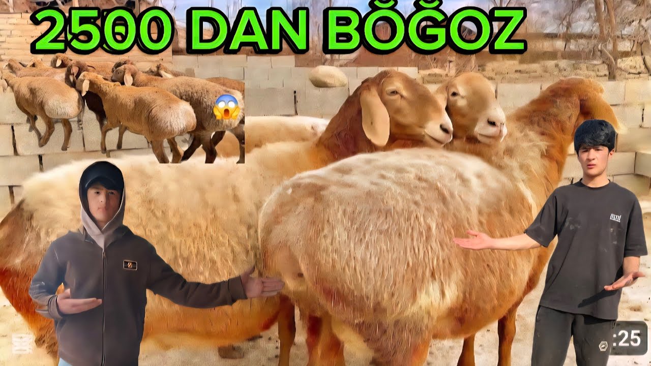 100BOSH 2500migdan QŎZI NAQ BŎĞOZ 2 3 KUDA TUĞADOGAN EKAZAKCHI ONA BOL KELDI 500 ARZON