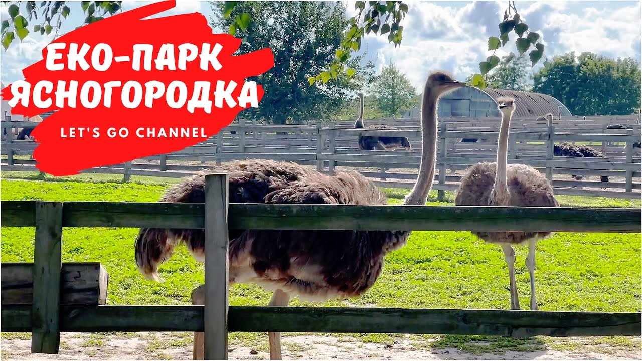 Екопарк Ясногородка. Все що потрібно знати. 100% відео для настрою