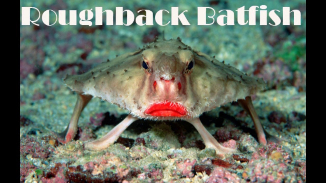 Weird Sea Animals