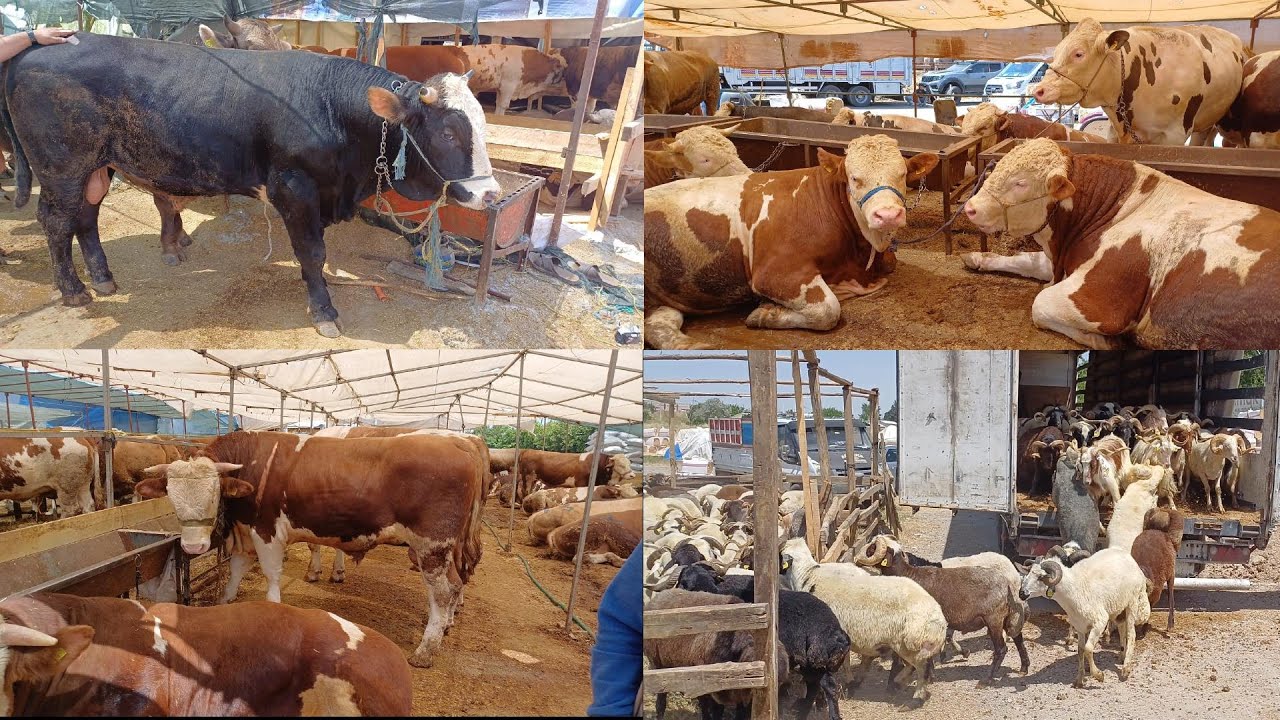 İZMİR GAZİEMİR SARNIÇ KURBAN PAZARI VE FİYATLARI 