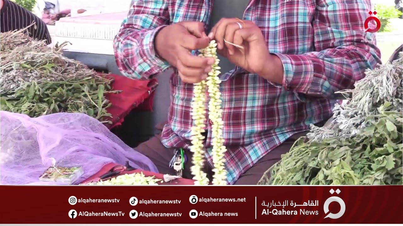 «الفل اليمني».. زهرة عطرية تُزين كل المناسبات السعيدة