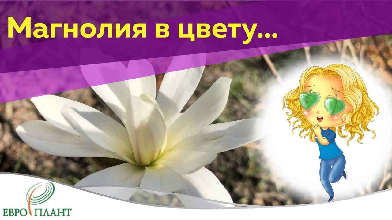 Цветущая магнолия: чудо северных широт в нашем Садовом центре