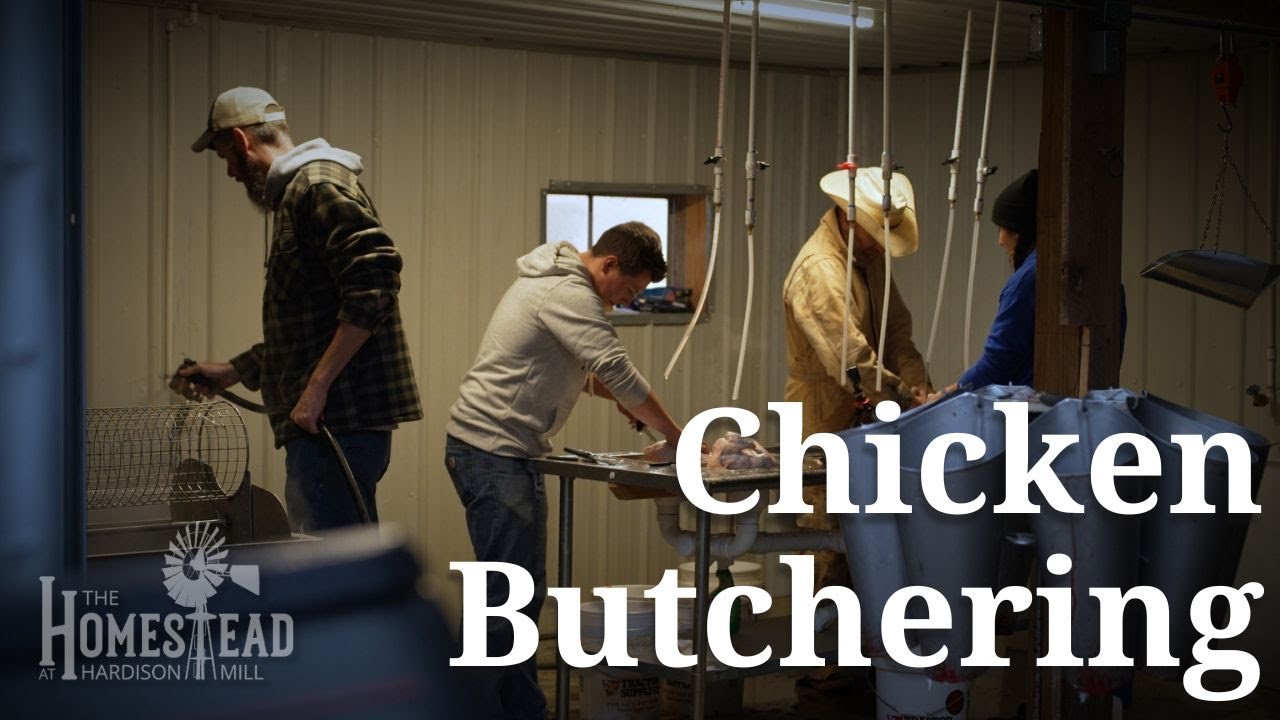 Fall Chicken Butchering on Our Farm | Slow TV | The Homestead at Hardison Mill