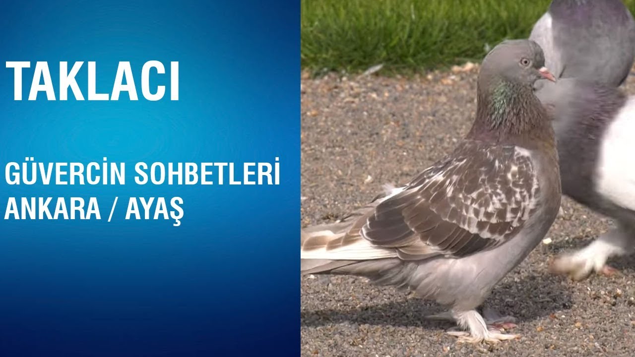 Taklacı - Güvercin Sohbetleri / Ankara - Ayaş
