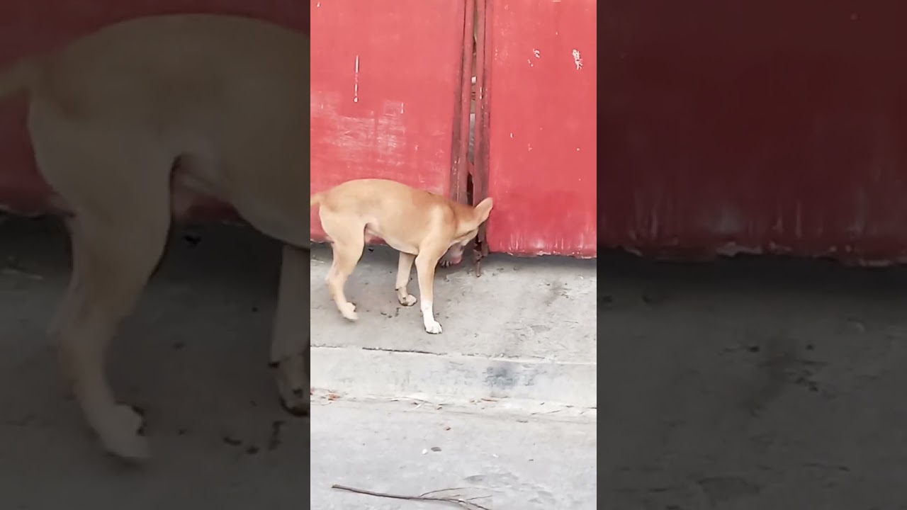 DETERMINED!! STRICT FUR PARENTS🤣🤣 #dog #doglover #inlove #strictparents #lovers #dogvideos #dogs