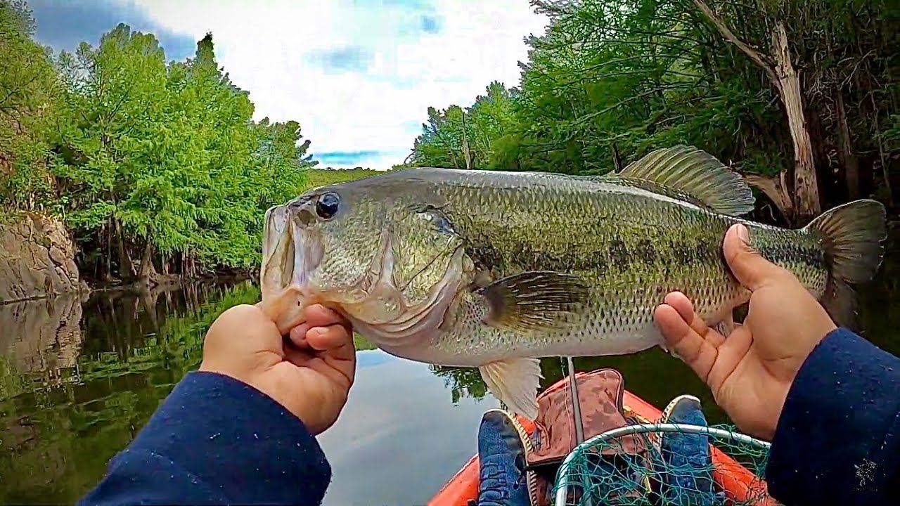 PESCANDO LOBINAS GRANDES EN R&Iacute;O | Superficie y arreglo Florida🎣