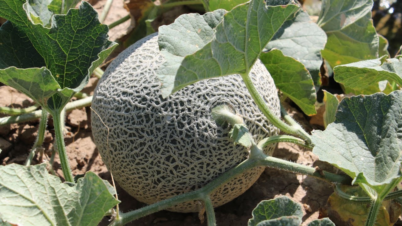 Floración y Desarrollo del Melón