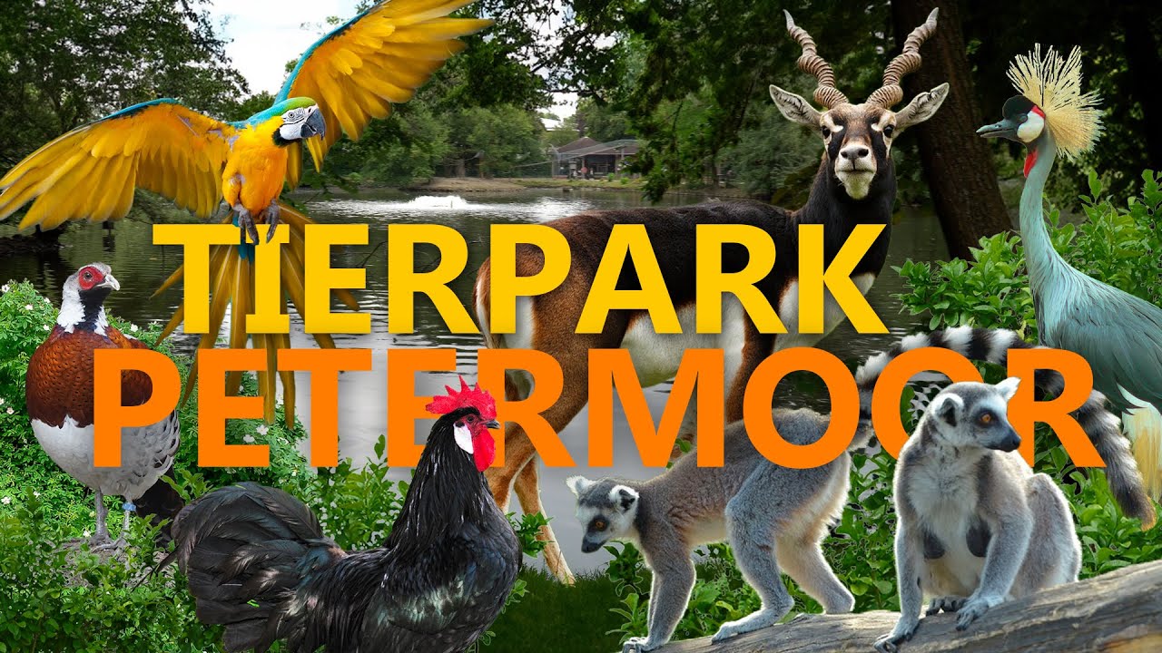 Tierpark Petermoor in Bassum | Zoo-Eindruck