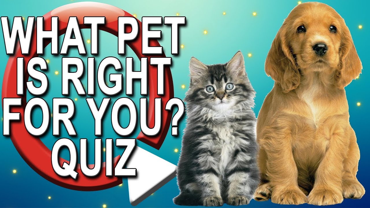 What Pet Should I Get? Take a Quiz