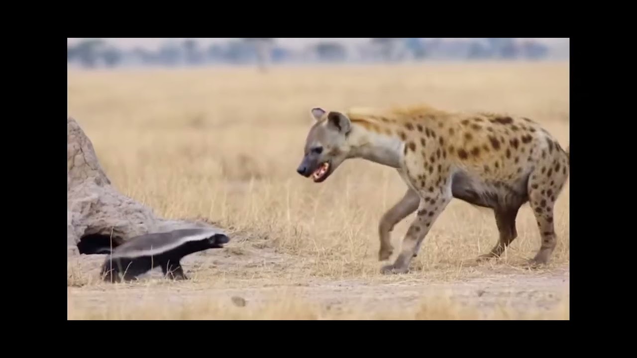 Un combat &eacute;pique entre une hy&egrave;ne et un blaireau de miel et le vainqueur est...