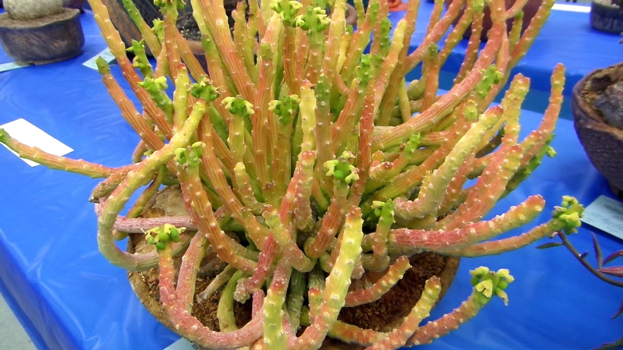 San Diego Cactus & Succulent Society Summer Show 2019 Pt. 3/6