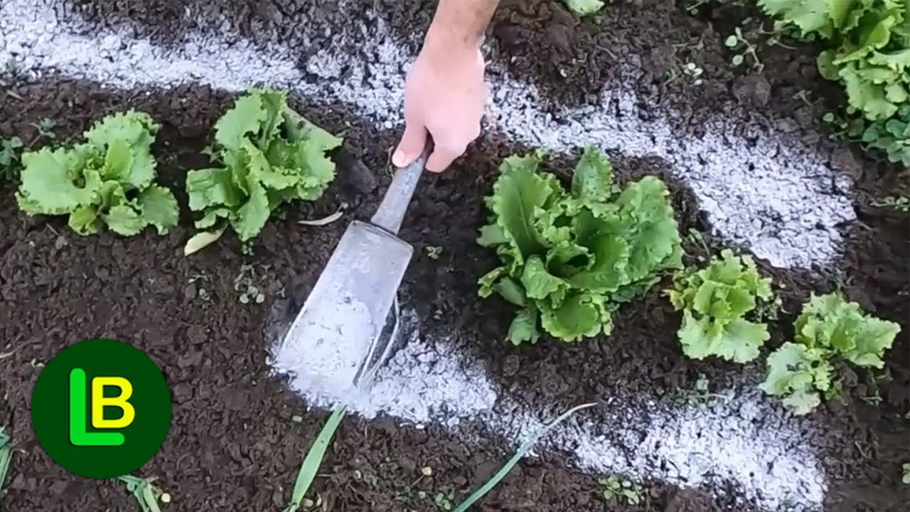 Dodaj go na czas i podwoj plony. Tutaj, kt&oacute;re rośliny lubią popi&oacute;ł drzewny