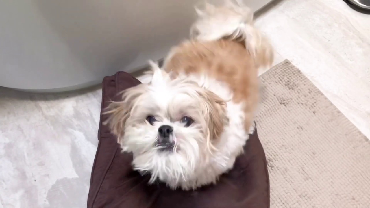 [shih tzu] ZaiZai Naughtiness, Smartness and Cuteness Compilations