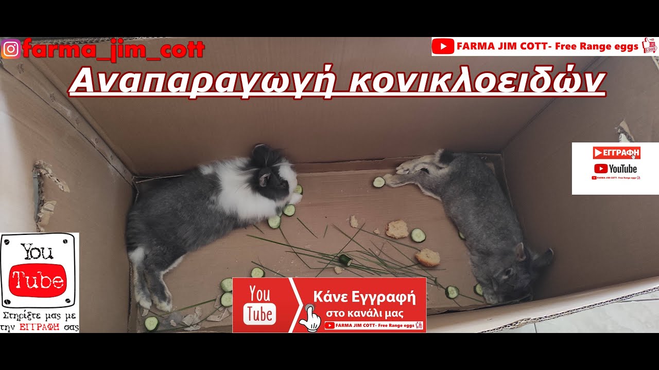 Αναπαραγωγή κονικλοειδών - κουνελιών | #farmajimcott #farma #greek  #rabbit #rabbits #κουνελια