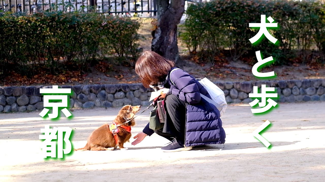 ダックスフントのななちゃんと夙川公園をお散歩してきたよ🎶#番外編 #西宮市 #わんこの動画
