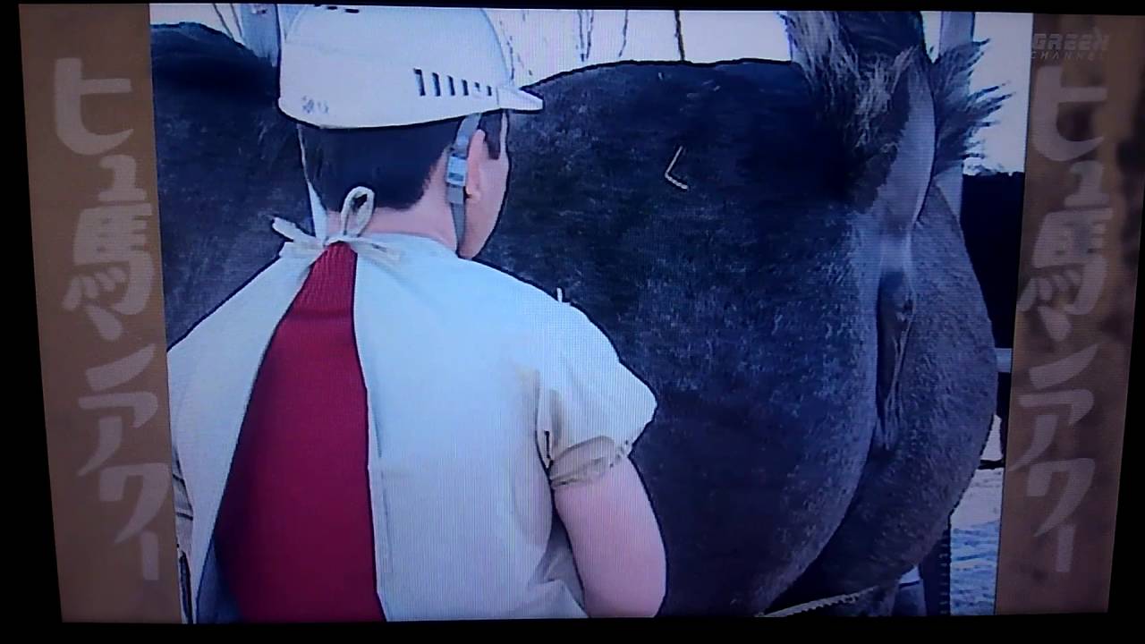 Preparing insemination of horse