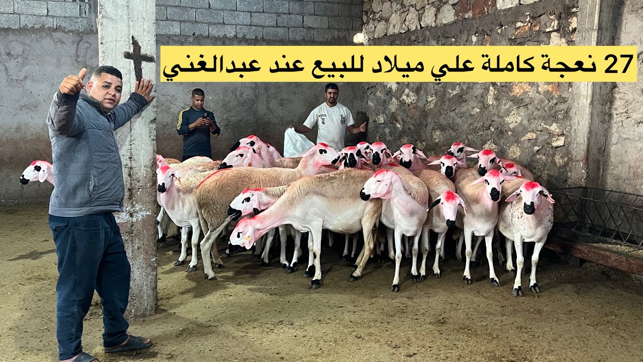 بوم 27 نعجة كاملة علي ميلاد للبيع عند الاخ عبدالغني