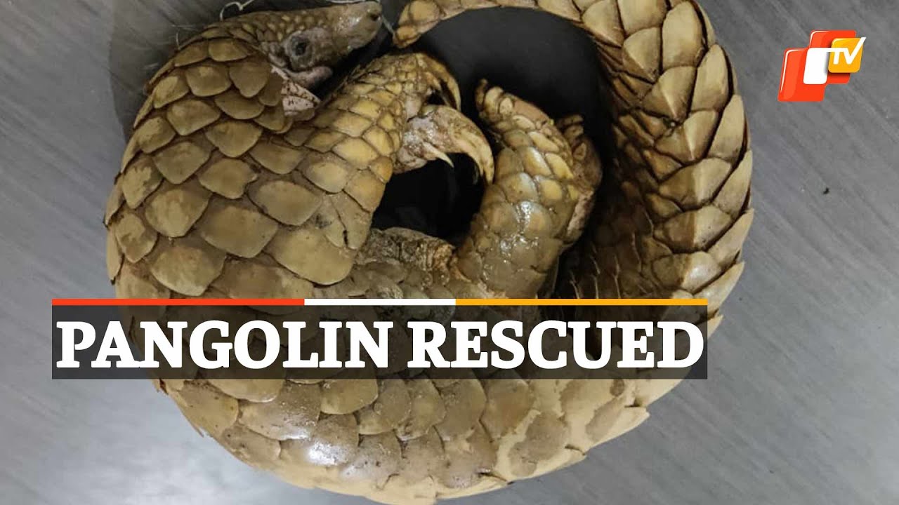 Pangolin Rescued By Odisha Police | OTV news