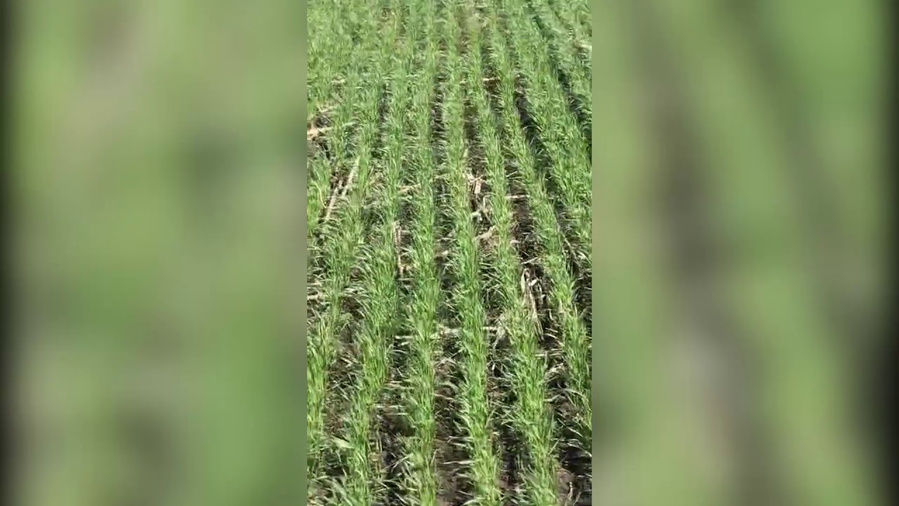 Semanatoare de cereale Titan 420.  Gr&acirc;u.  NO-TILL