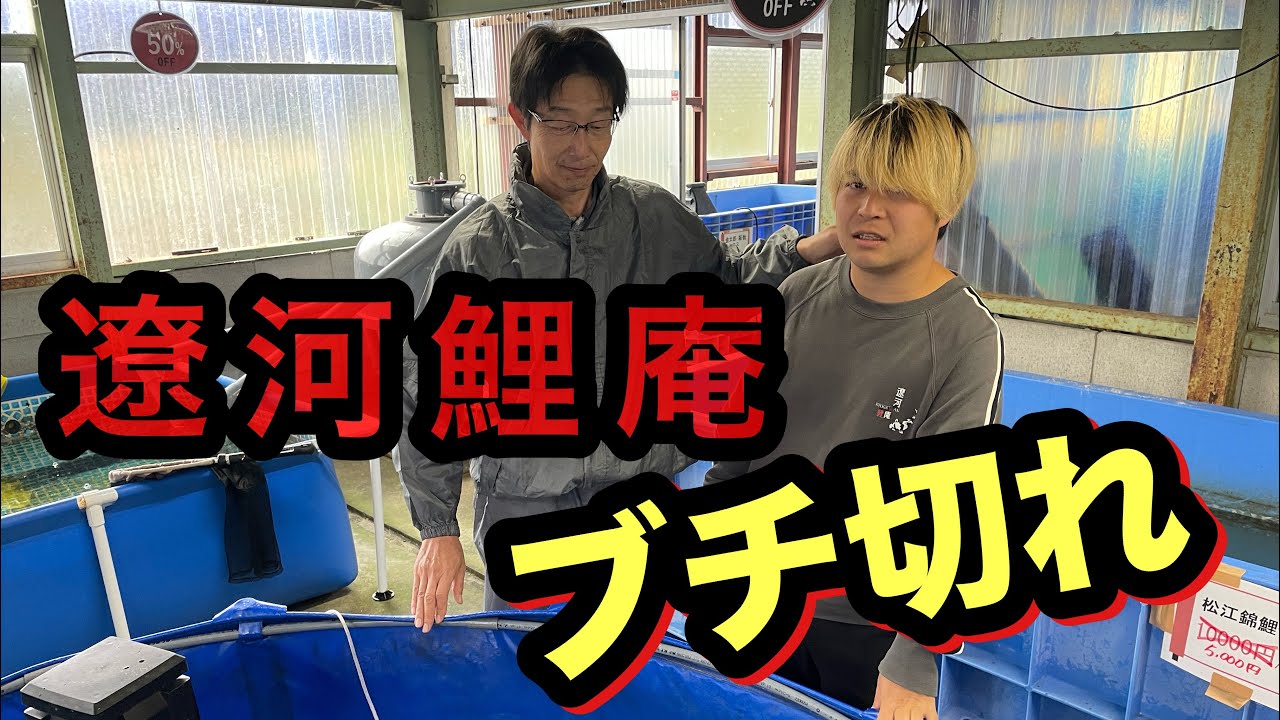平日予約なしで遼河鯉庵に行ったらブチ切れされた(閲覧注意)#koi #錦鯉 #遼河鯉庵#泳ぐ宝石