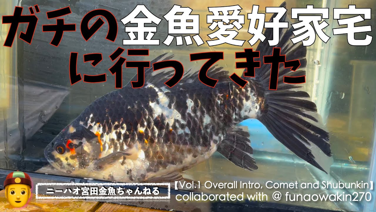 【ニーハオ宮田】金魚ちゃんねる_『ガチの金魚愛好家宅に行ってきた：鮒尾和金270 / 山田氏【Vol.1 Overall Intro, Comet and Shubunkin】』