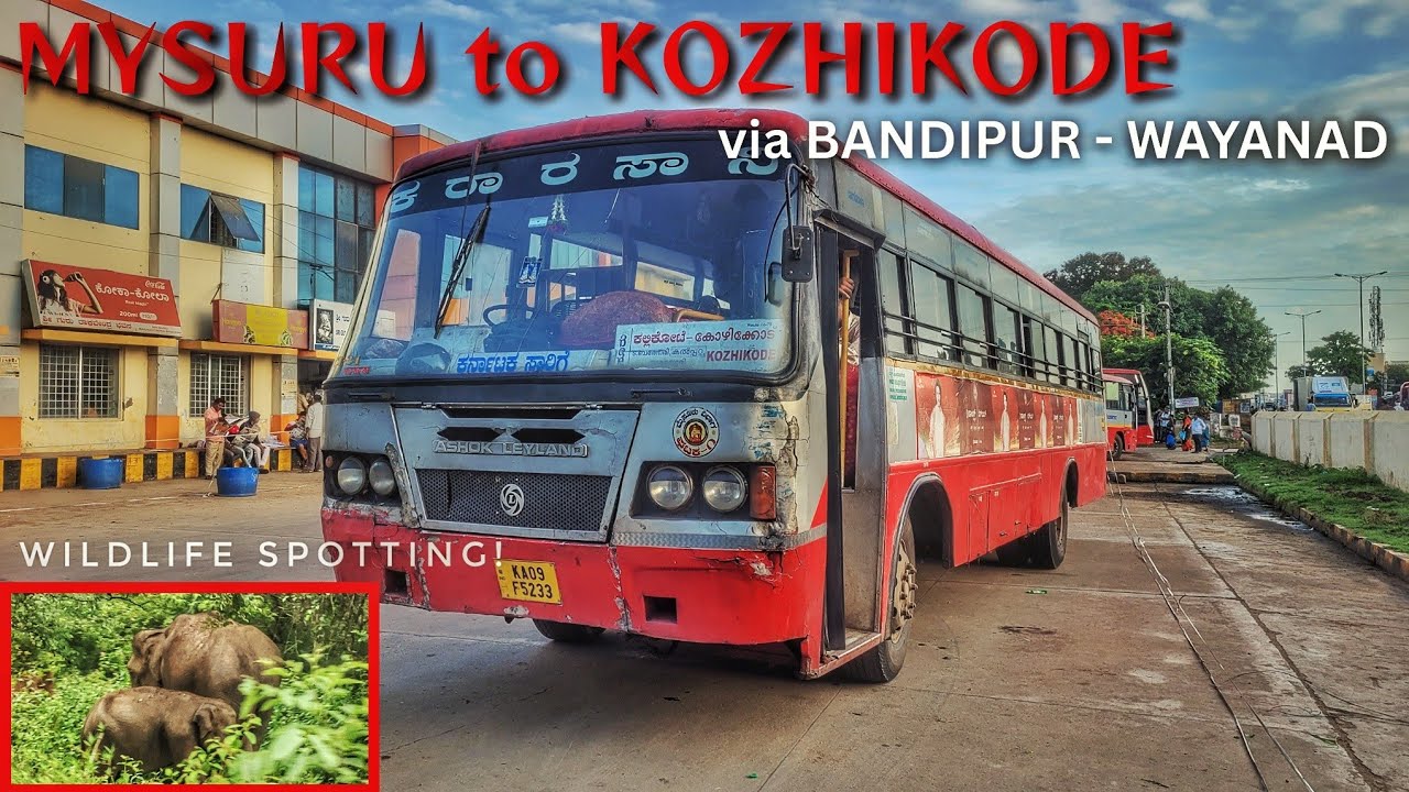 Mysore Kozhikode KSRTC Sarige Bus Journey via Bandipur Forest and Wayanad!