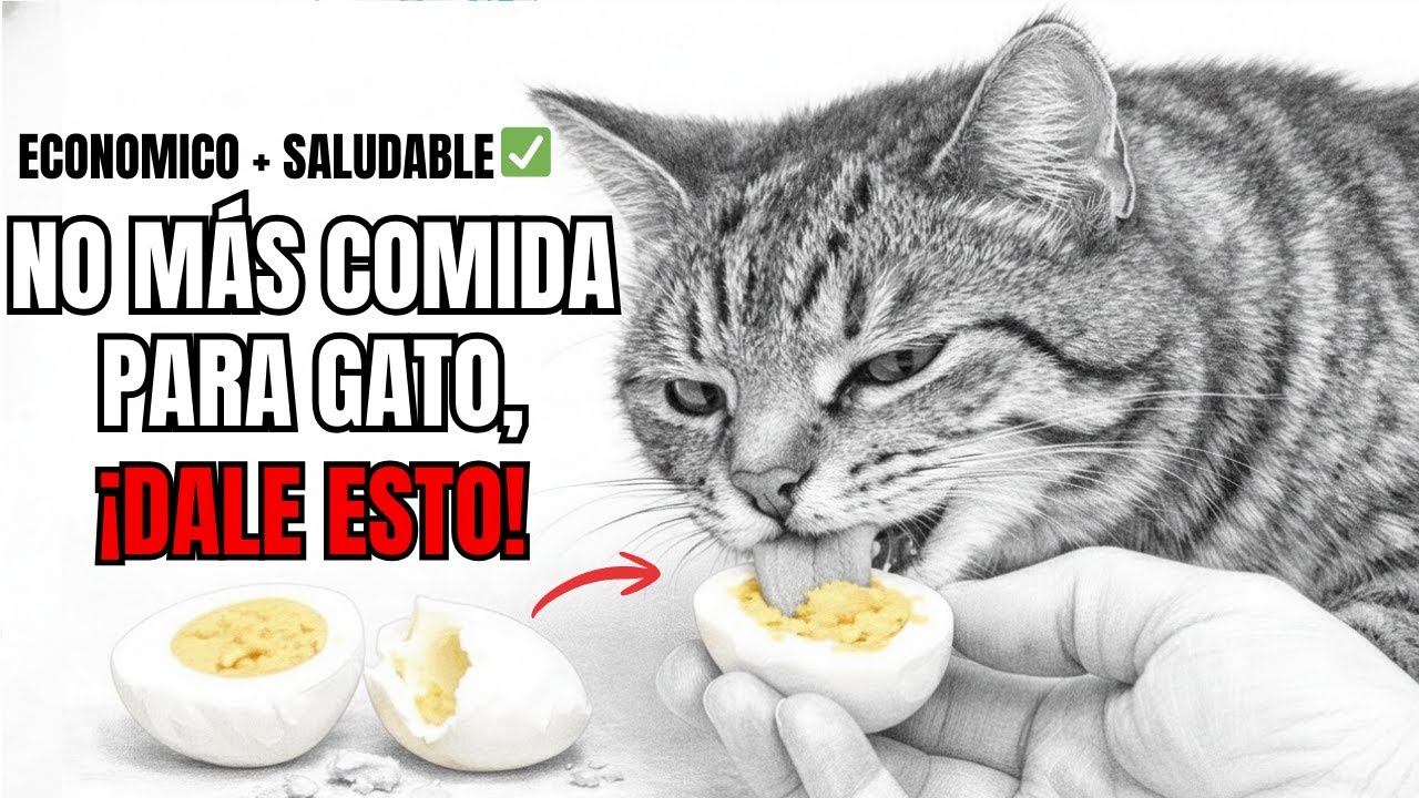 15 alimentos MEJORES que la comida para gatos, ECONOMICOS y SALUDABLES
