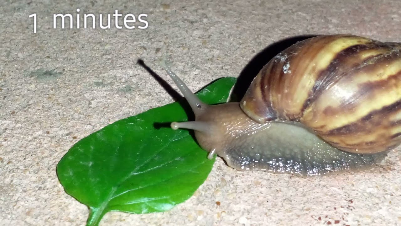 snail eating a leaf 🐌 timelapse