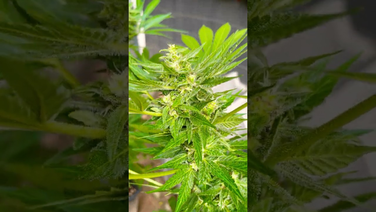 Tag 85 White Widow Automatic #whitewidow #cannabisdaily #homegrown #weed