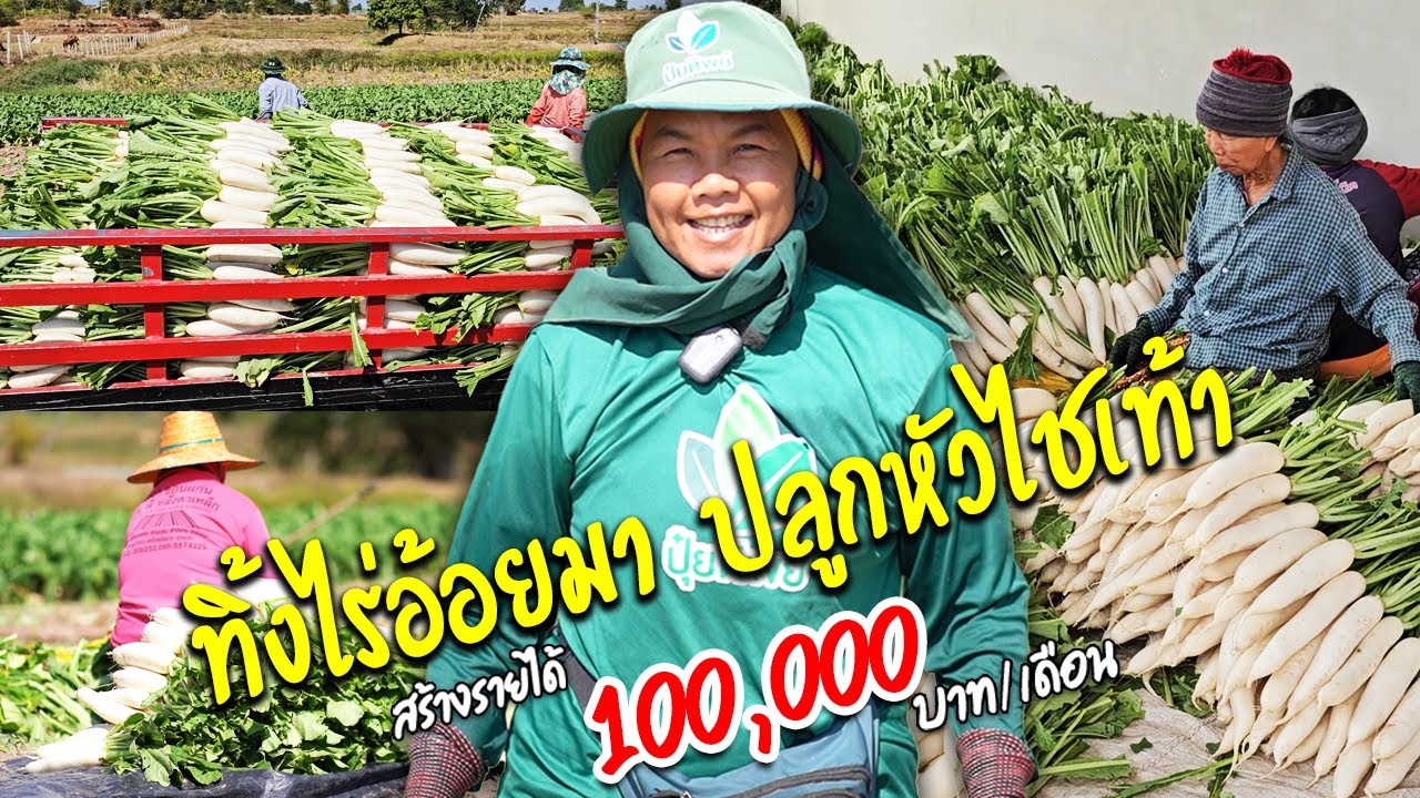 ทิ้งไร่อ้อยมาปลูกการผักกาดหัว(หัวไชเท้า) สร้างรายได้ 100,000 บาท/เดือน l ชมสวนเกษตรกรไทย Ep306