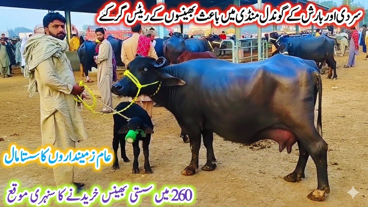 Today Gondal Mandi latest update 22Dec2025!jafarabadi buffalo for sale in Punjab!Murrah buffalo!