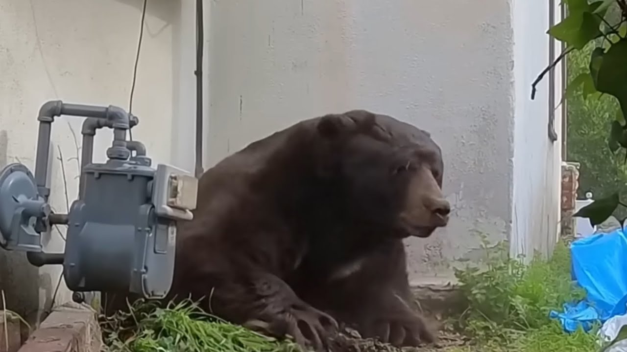 Bear Steals Man's House