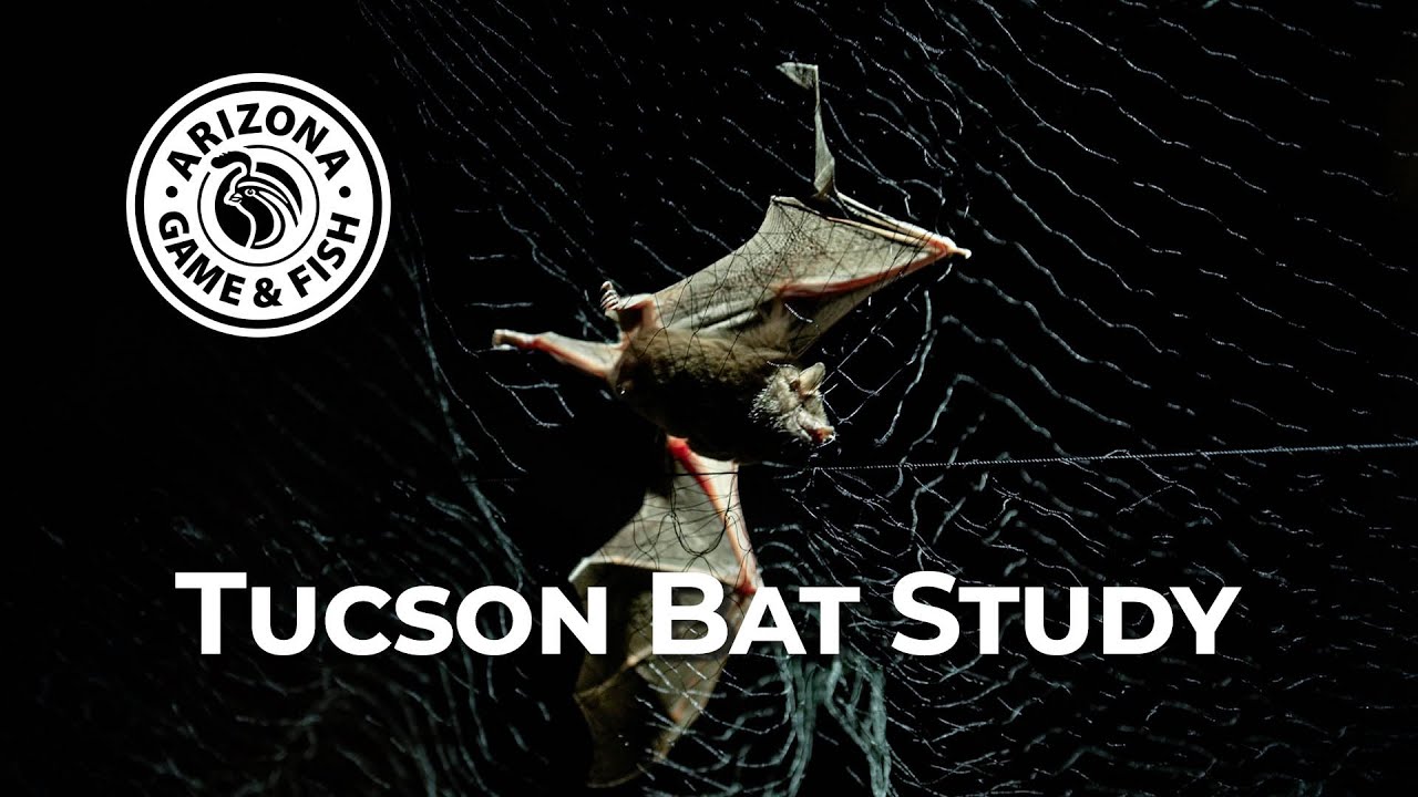 Studying the Foraging Behavior of Tucson Bats