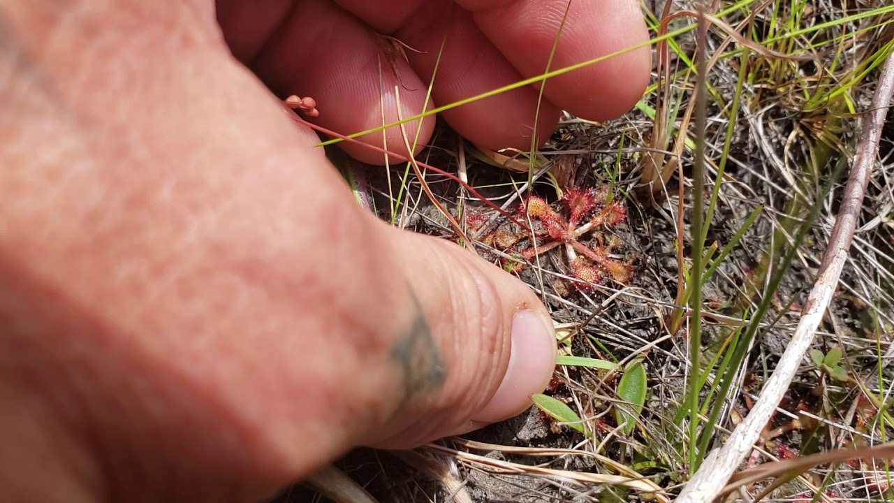 (#98) Venus Flytraps in habitat