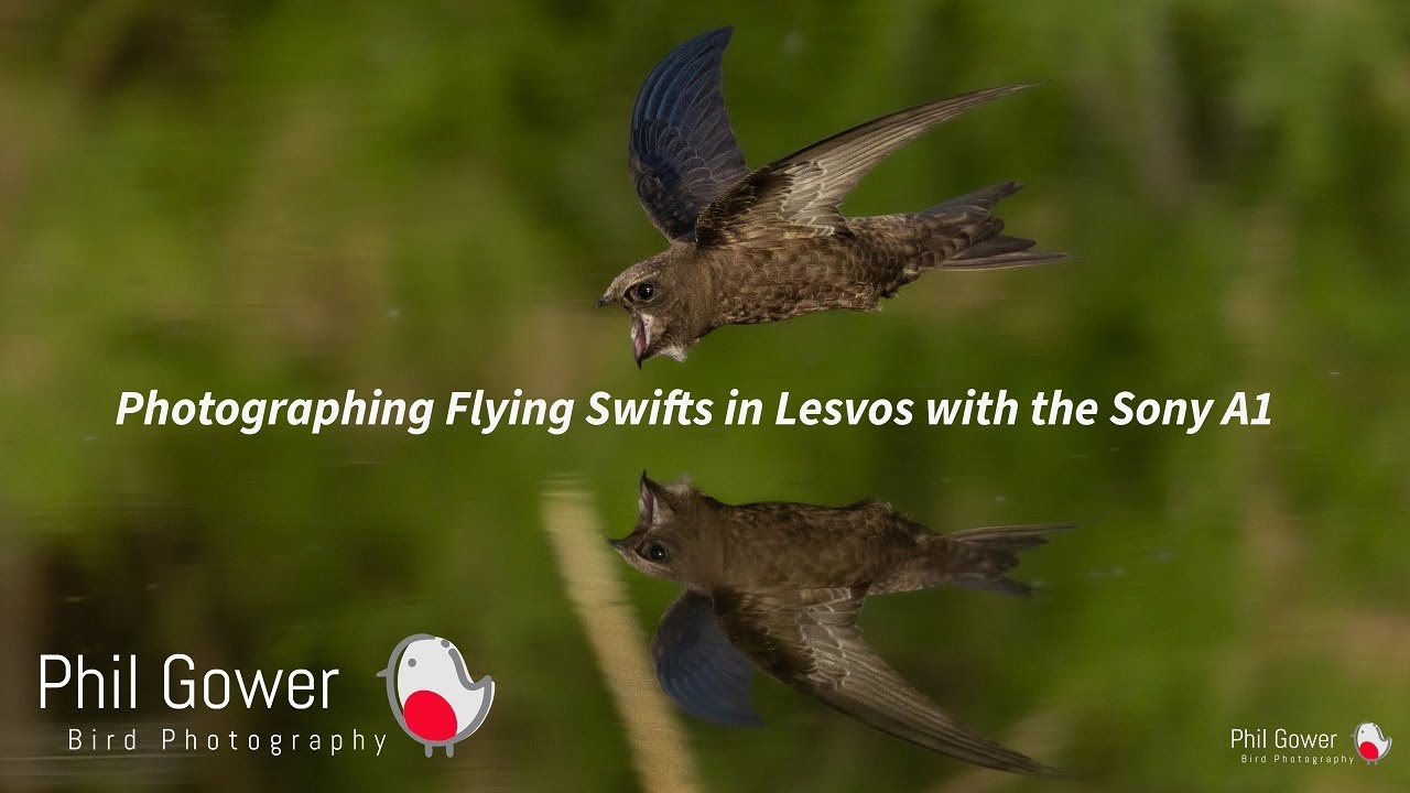 Photographing Flying Swifts in Lesvos Using the Sony A1