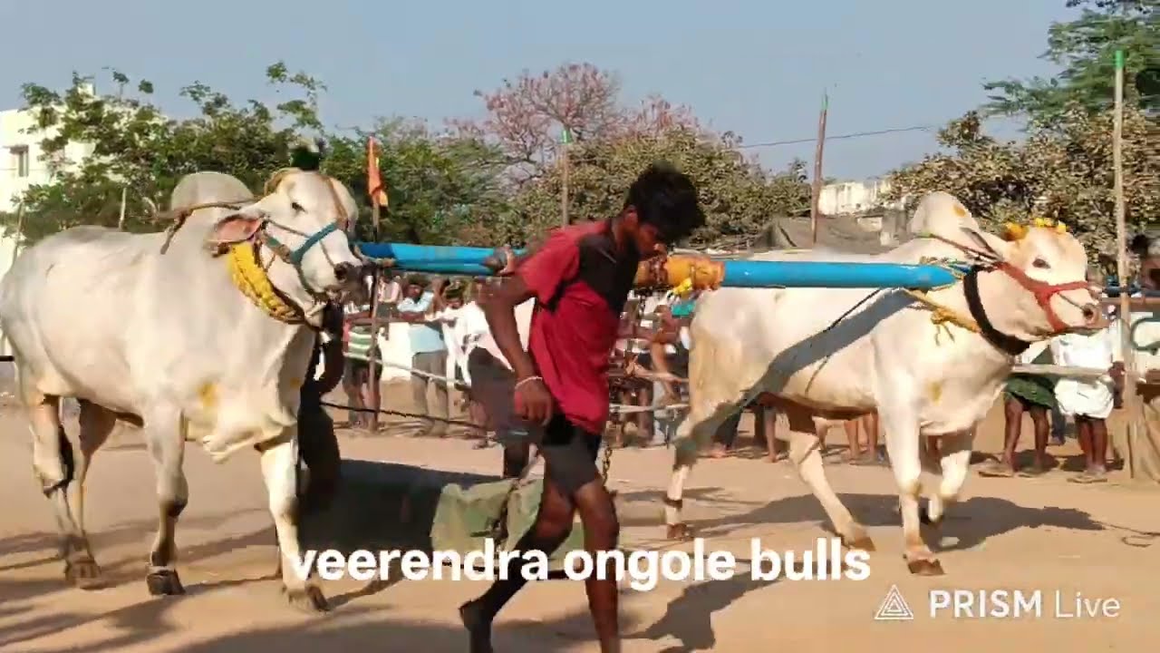 రాజోలి గ్రామంలో 6 పళ్ళ 12,E చక్రవర్తి గాడు & సీతారామాచారి