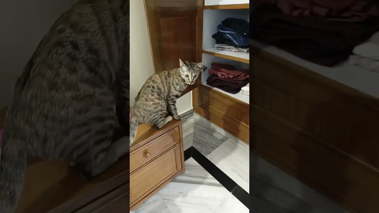 MrLulu and Toto🐱🐱... is live!#nieve #cat #funny 🤣