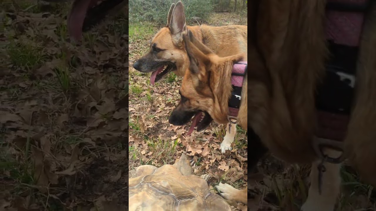A Winter Walk on Our Property | Boban the Tortoise, Garden & Dogs