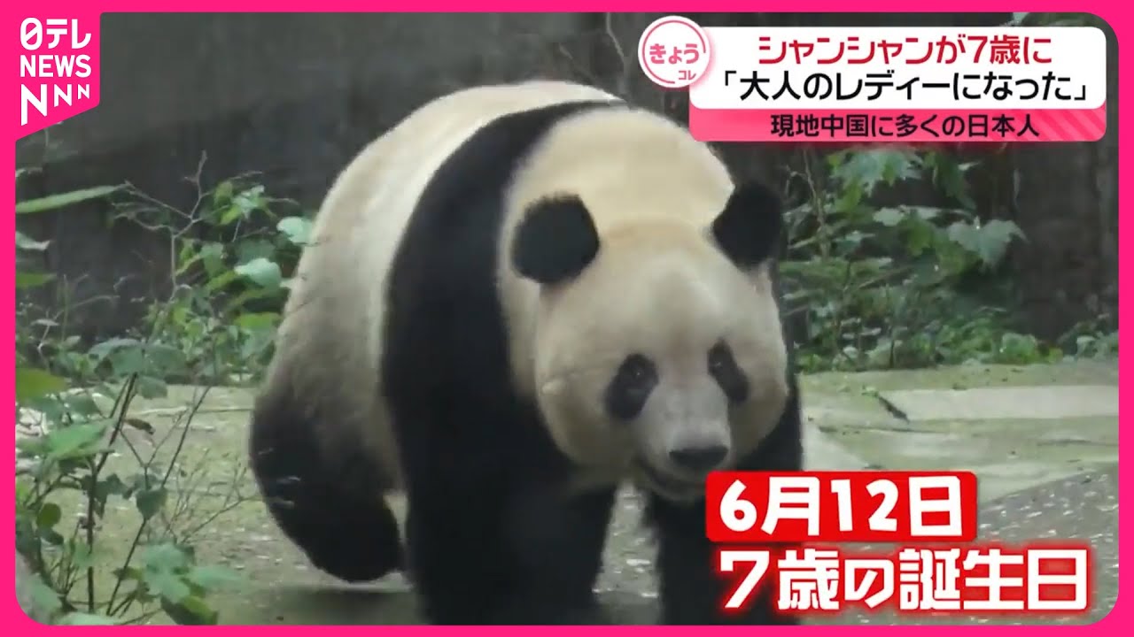 【「大人のレディーになった」】シャンシャンが7歳に  現地中国に日本から多くのファン