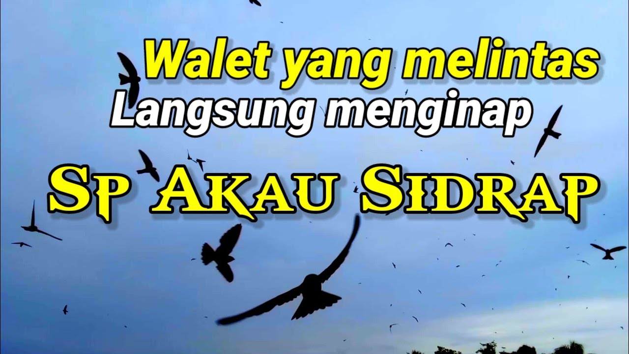 SP AKAU SIDRAP.  suara walet ampuh untuk suara panggil / suara inap