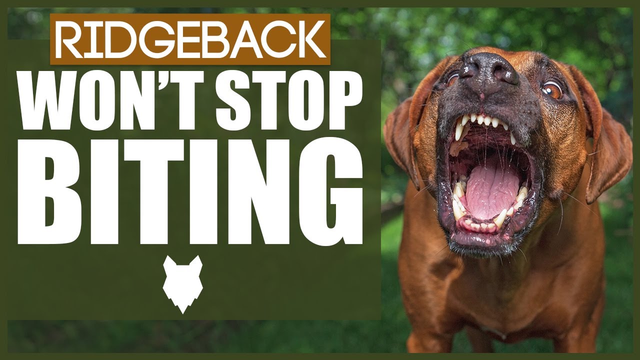 How To Stop A RIDGEBACK BITING