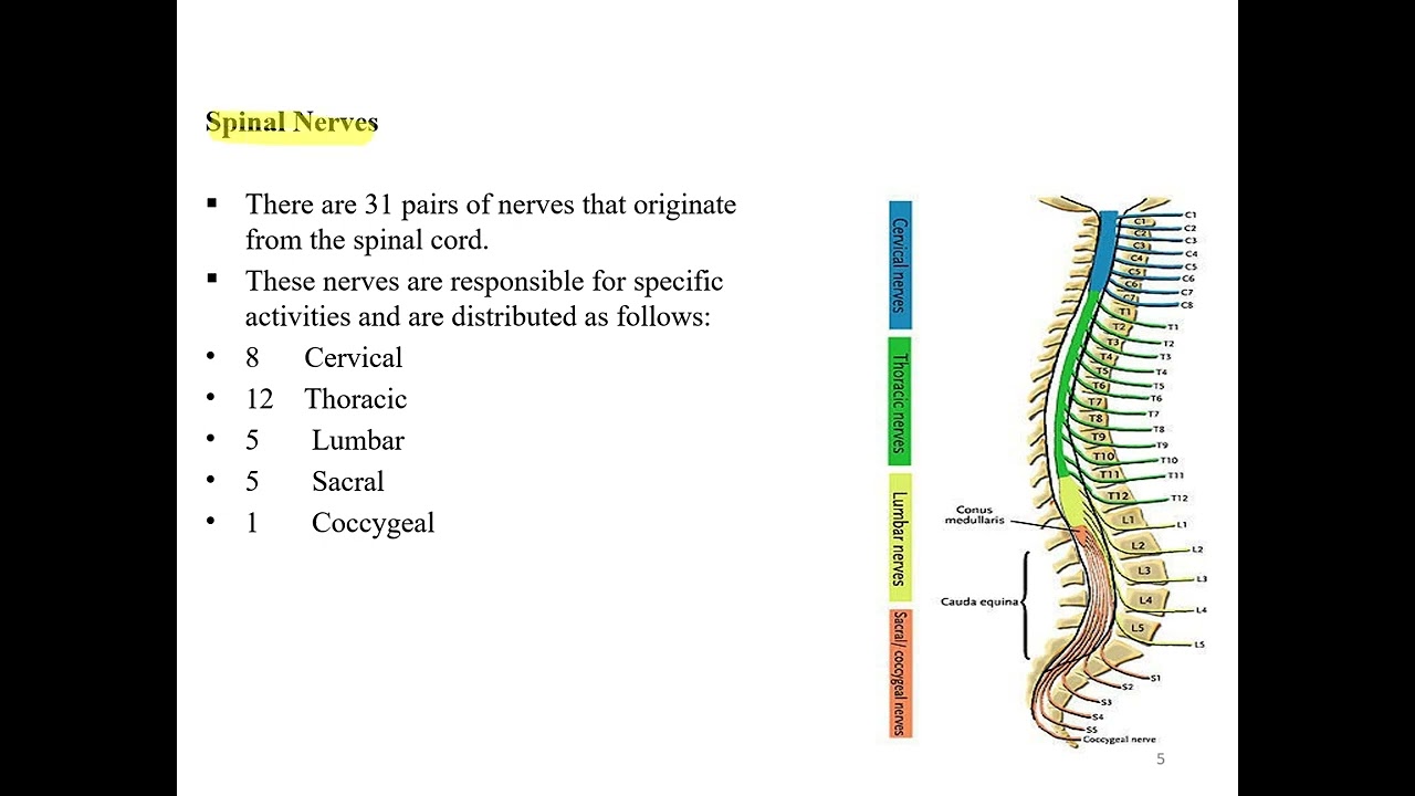 Lecture 2 Functions of different parts of brain