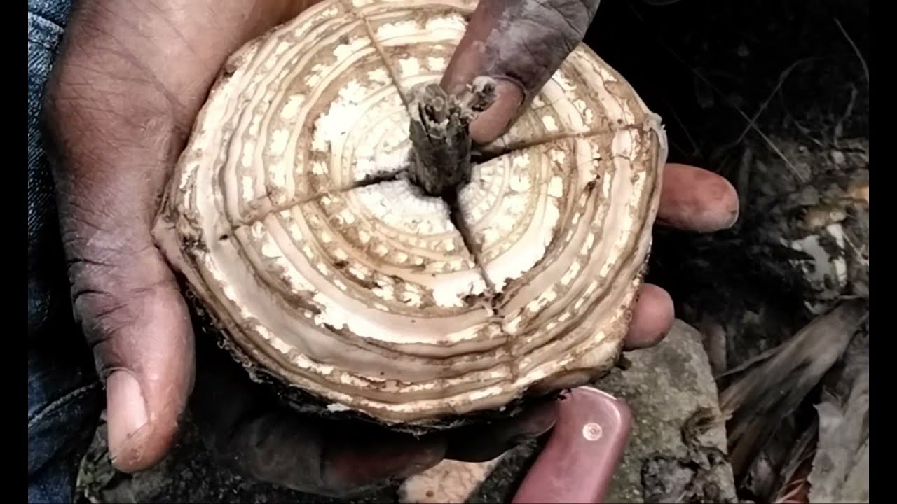 RAPID MULTIPLICATION OF PLANTAIN SUCKERS