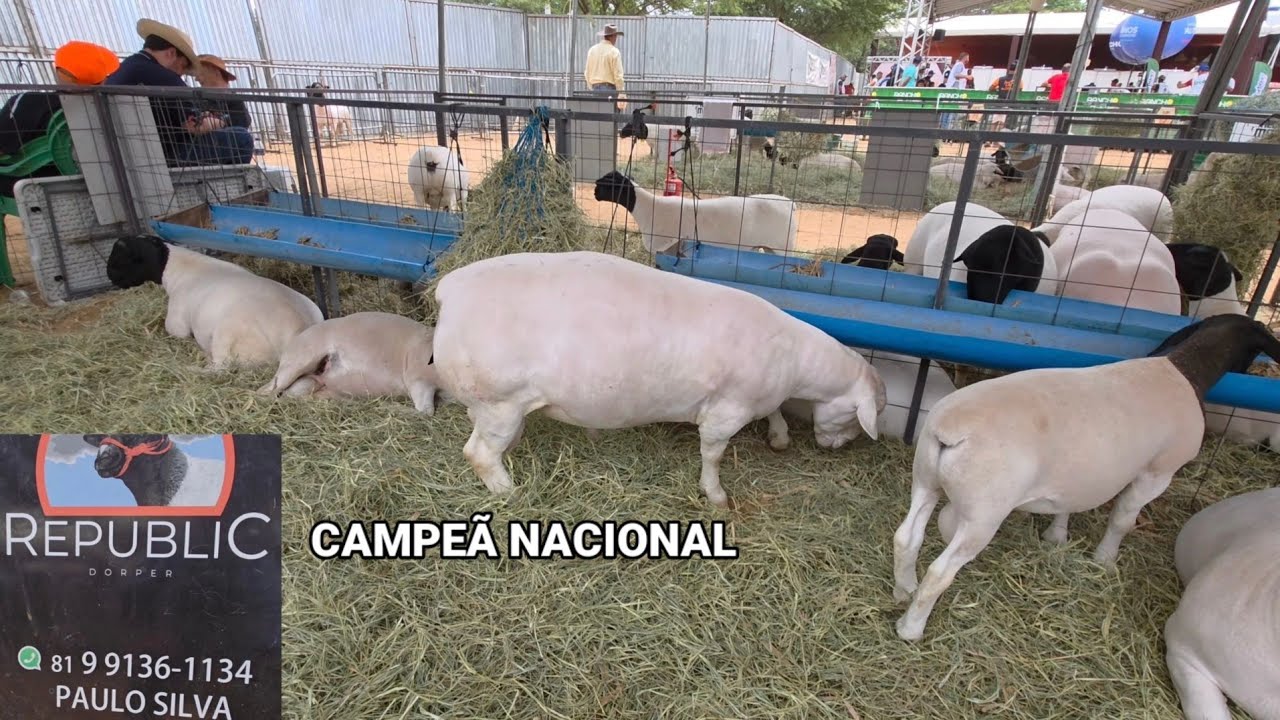 EXPO JATAUBA 2025 EXPOSIÇÃO DE ANIMAIS DE JATAUBA-PE 