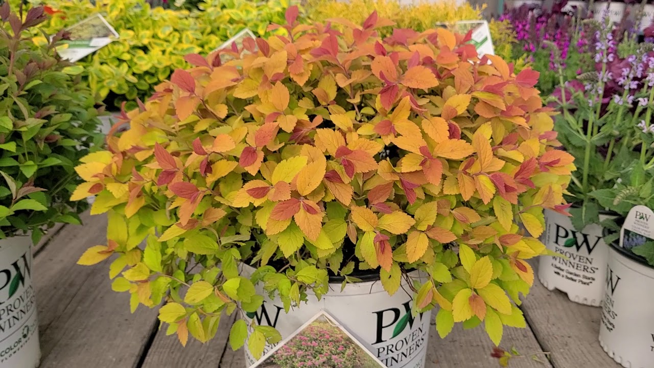Double Play® Big Bang & Artisan® Spirea (Spiraea) // Superb, Easy to Grow, Colorful, Dwarf Shrubs