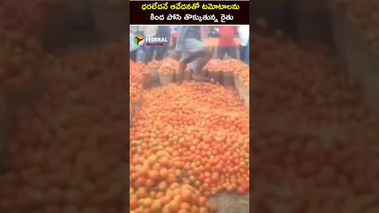 ధరలేదనే ఆవేదనతో టమోటాలను కింద పోసి తొక్కుతున్న రైతు #farmersissue #ytshorts #news #viralvideo