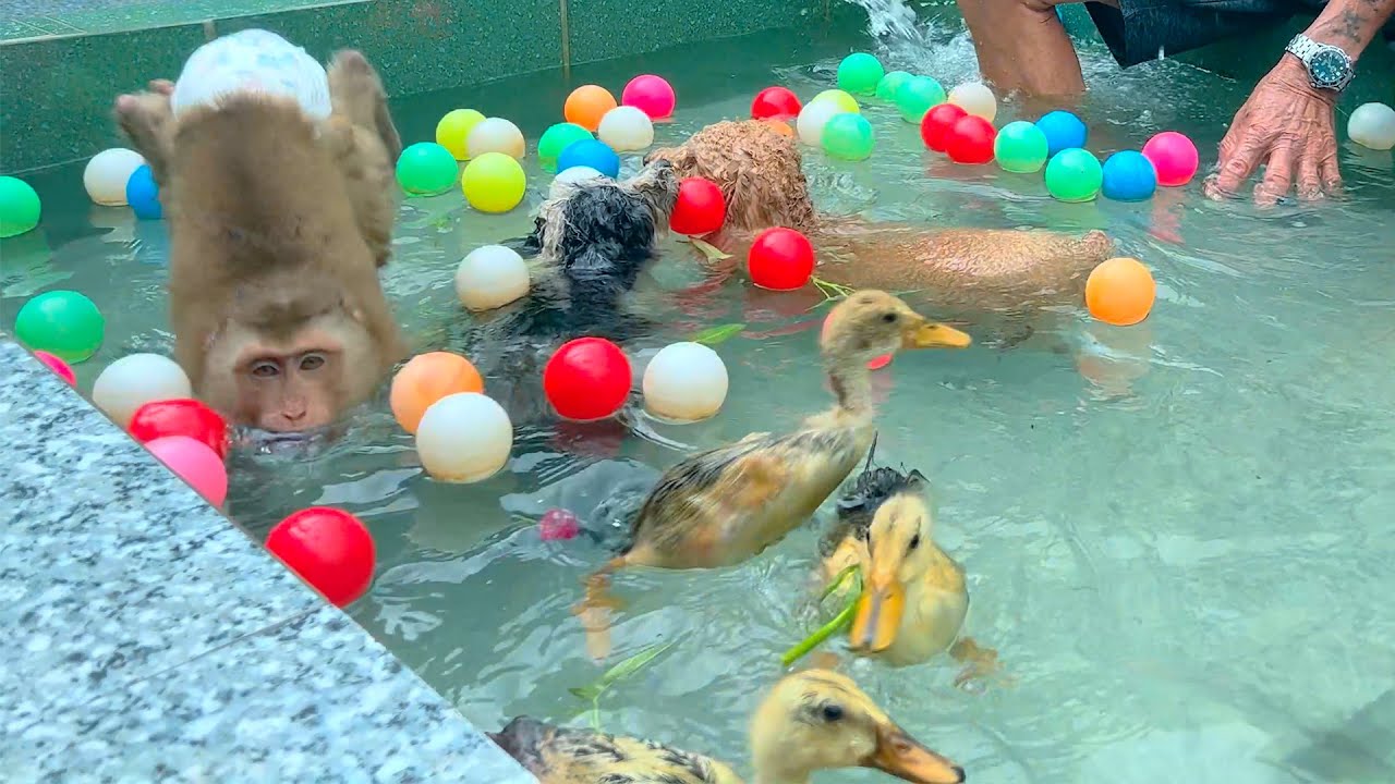 Happy Monkey swimming underwater with ducklings & puppies