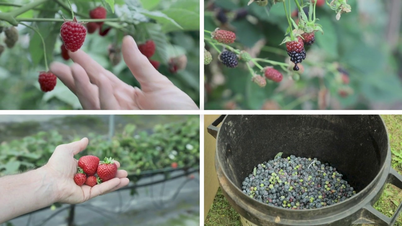 Ukranian | Champion Soft Fruit Picker Training Video
